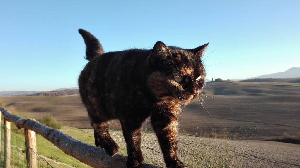 Agriturismo Bonello Pienza Kültér fotó